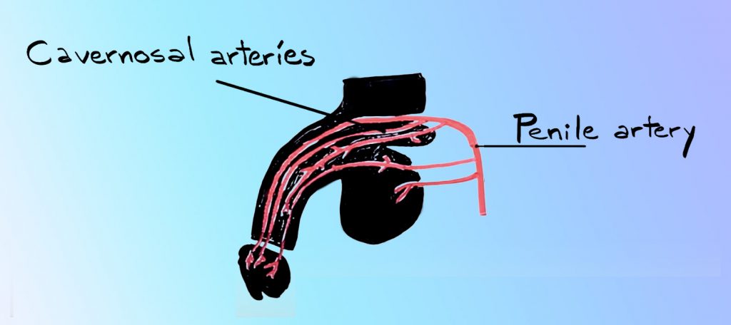 cavernosal arteries