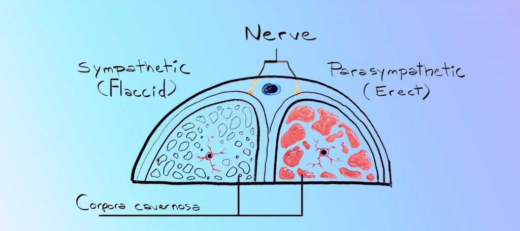 Anatomy of the penis