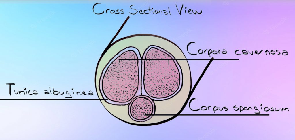 erection process