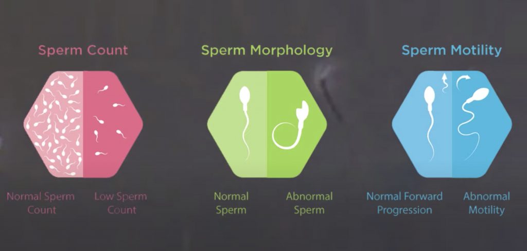 sperm motility